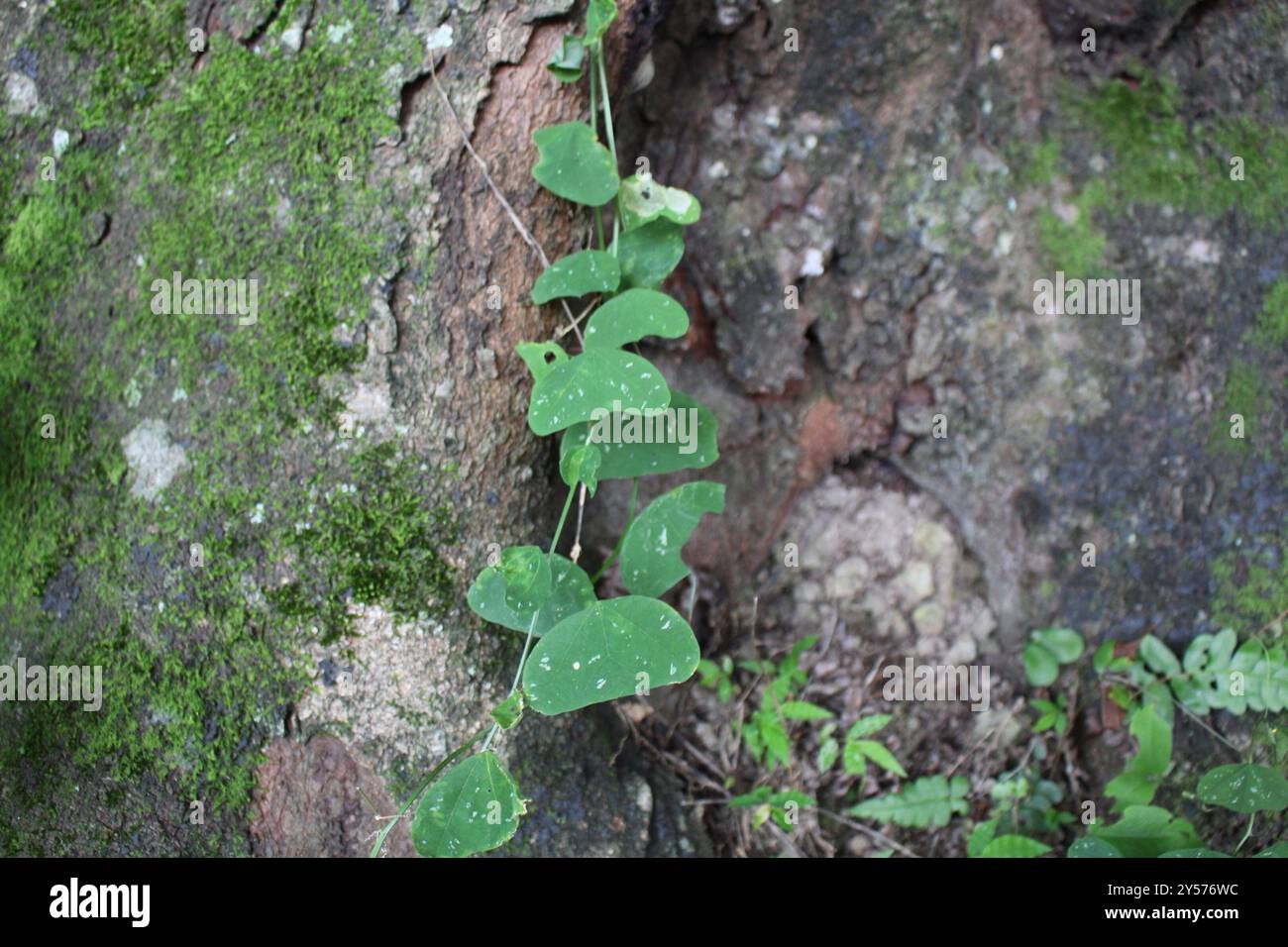 Doppelblume Passionsblume (Passiflora biflora) Plantae Stockfoto