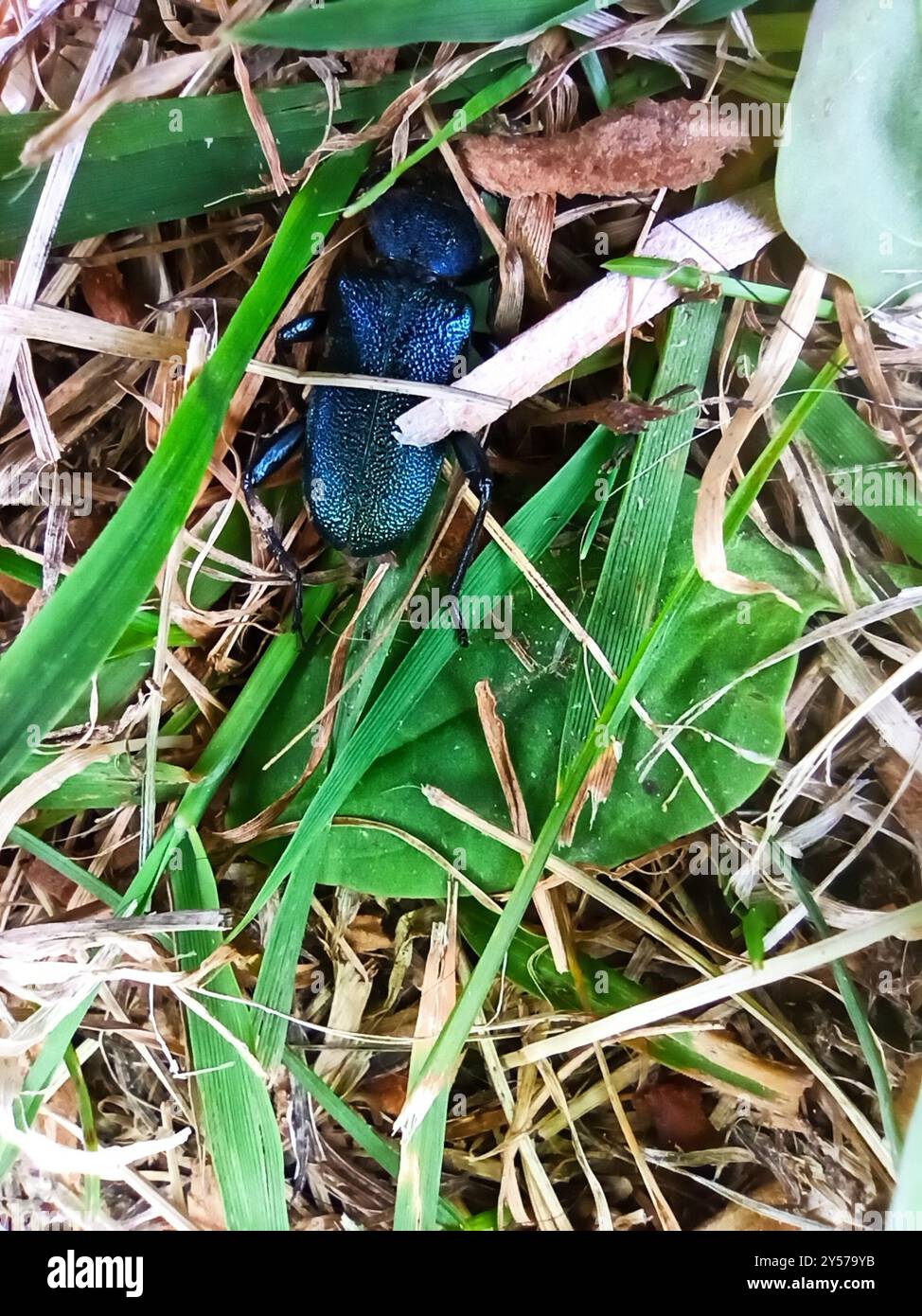 Veilchenbarkäfer (Callidium violaceum) Insecta Stockfoto