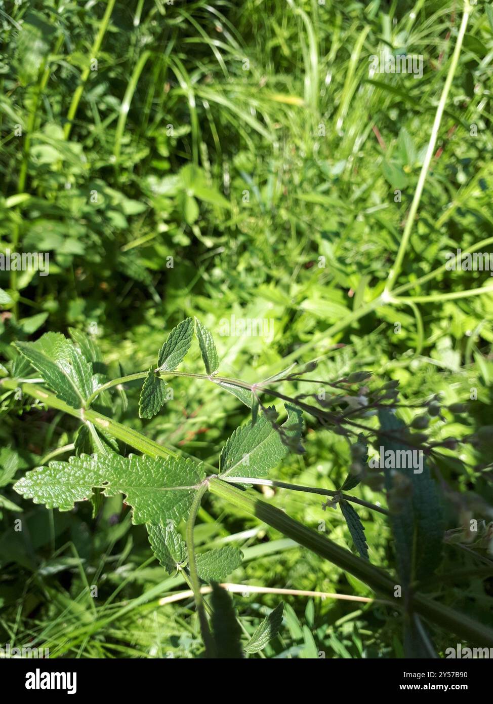 (Nepeta nuda) Plantae Stockfoto