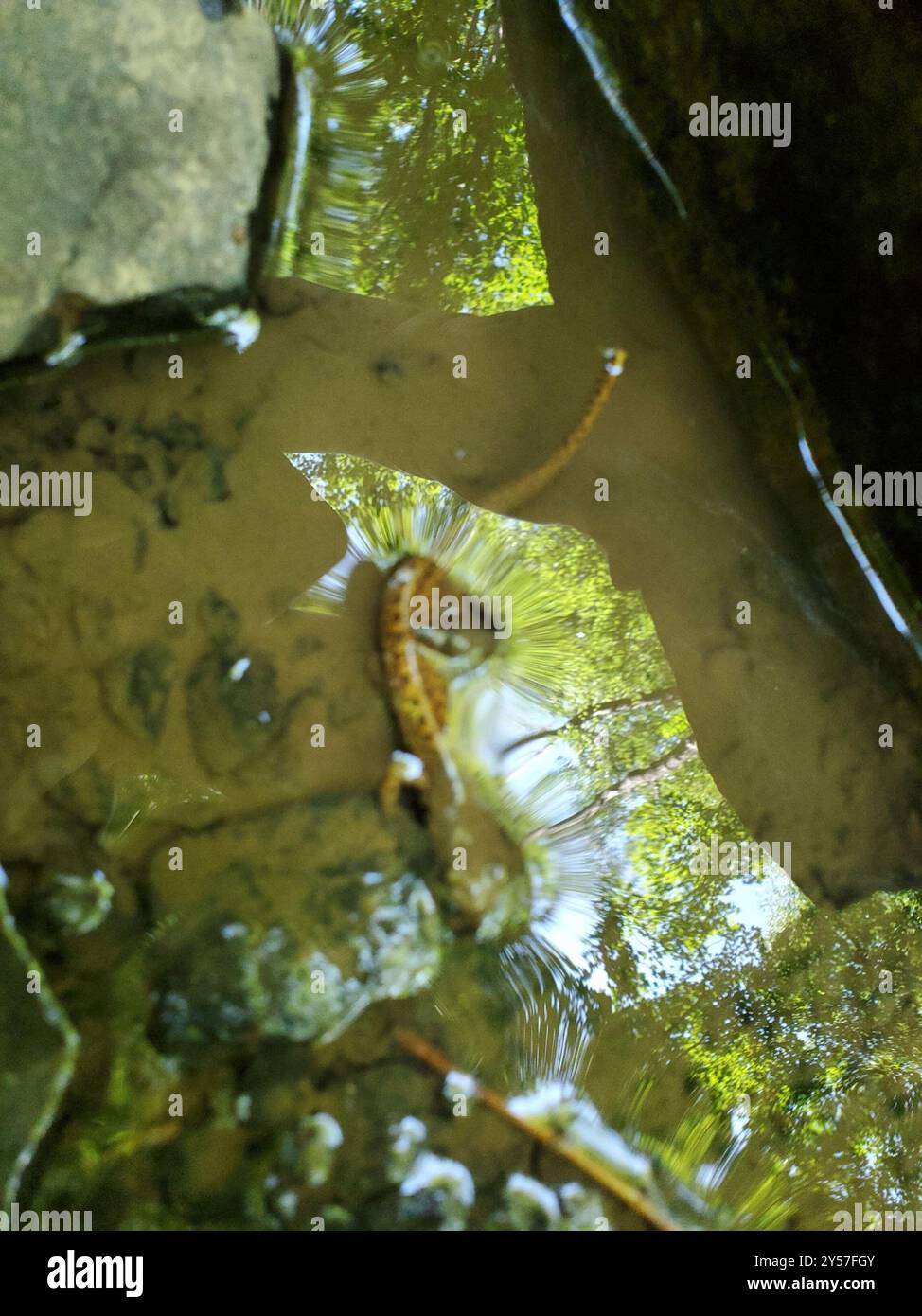 Langschwanzsalamander (Eurycea longicauda) Amphibia Stockfoto