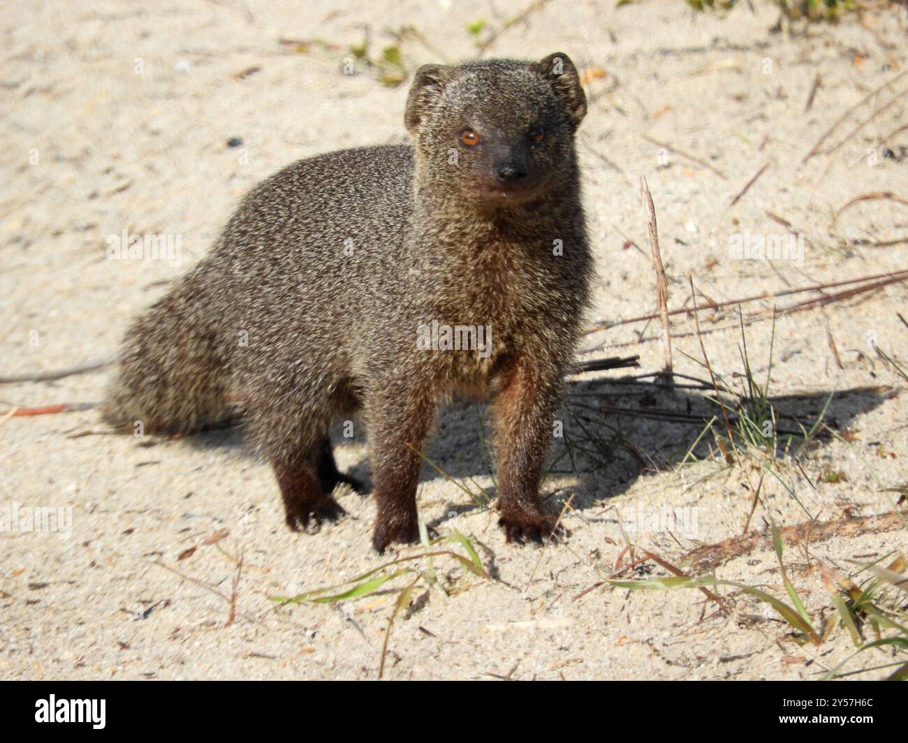 Kapgraue Mungo (Herpestes pulverulentus) Mammalia Stockfoto