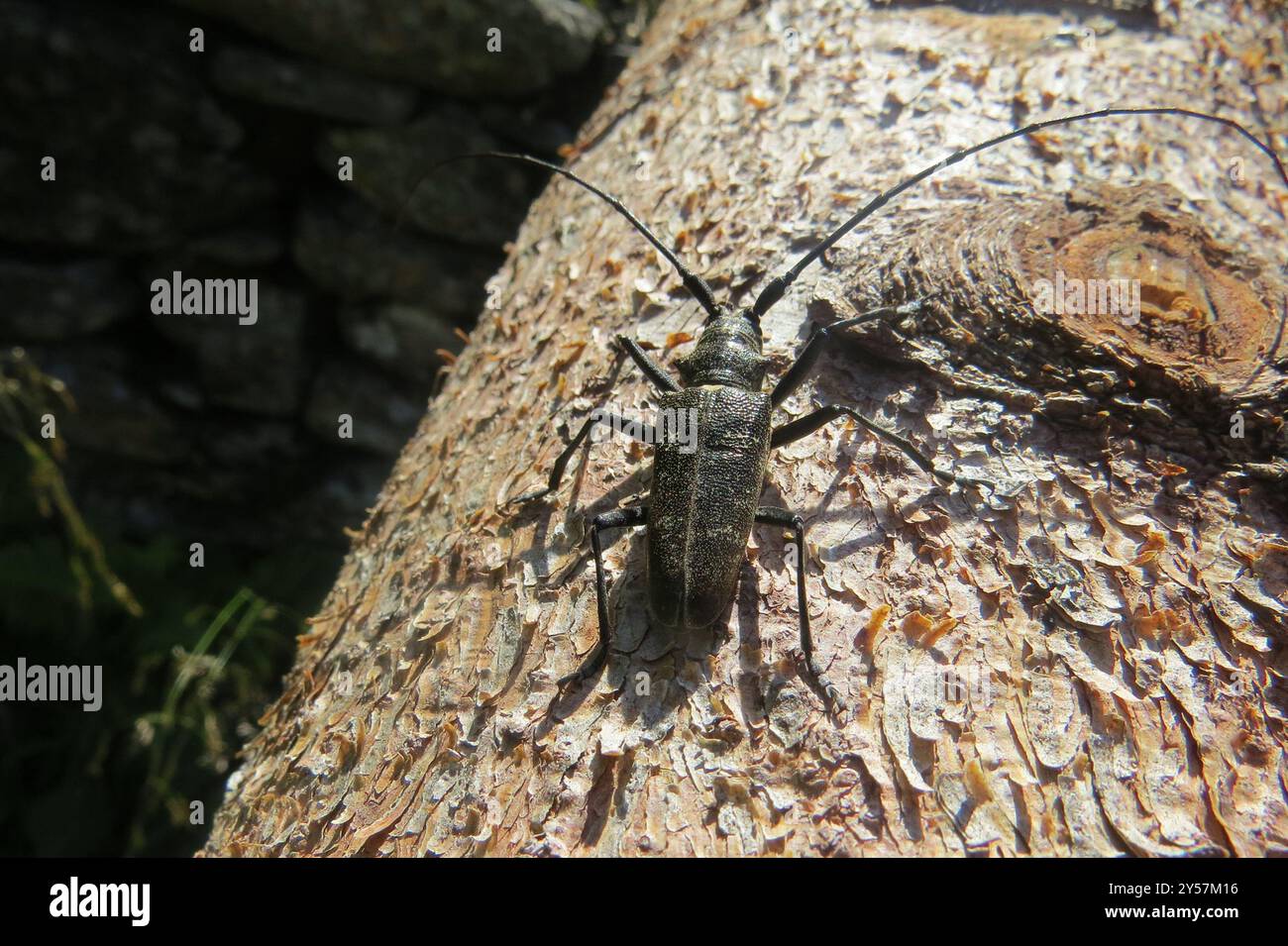 Zimmermann Sawyer Käfer (Monochamus sartor) Insecta Stockfoto