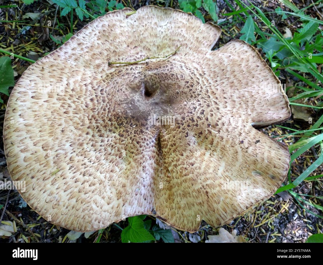 Der Prinz (Agaricus augustus) Pilz Stockfoto