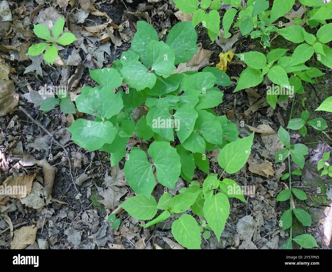 Twinleaf (Jeffersonia diphylla) Plantae Stockfoto