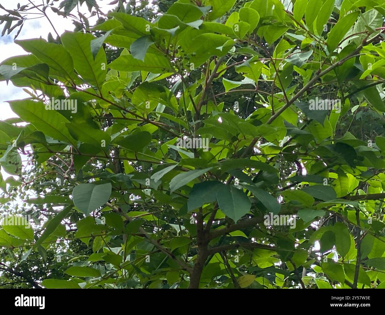 Poison Sumac (Toxicodendron vernix) Plantae Stockfoto