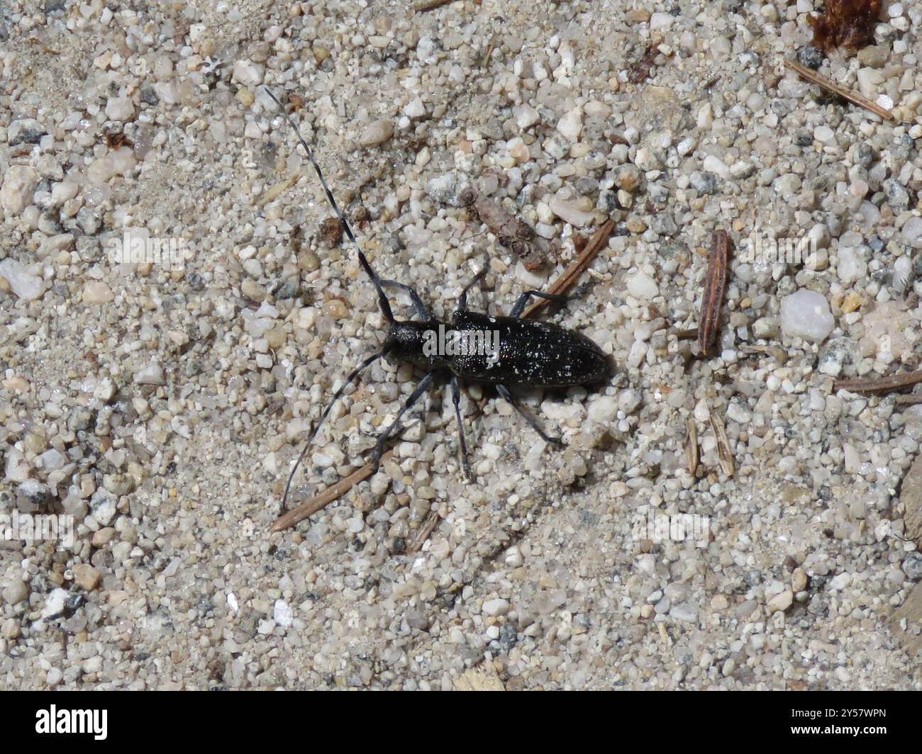 Weiß-gepunktete Säge (Monochamus scutellatus) Insecta Stockfoto