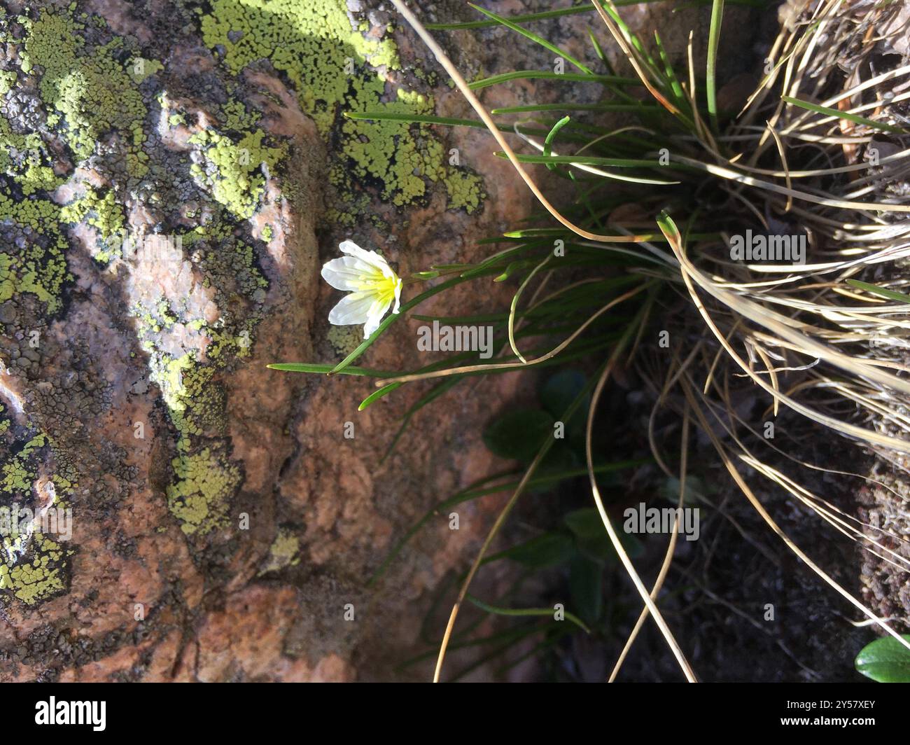 Snowdon Lily (Gagea Serotina) Plantae Stockfoto