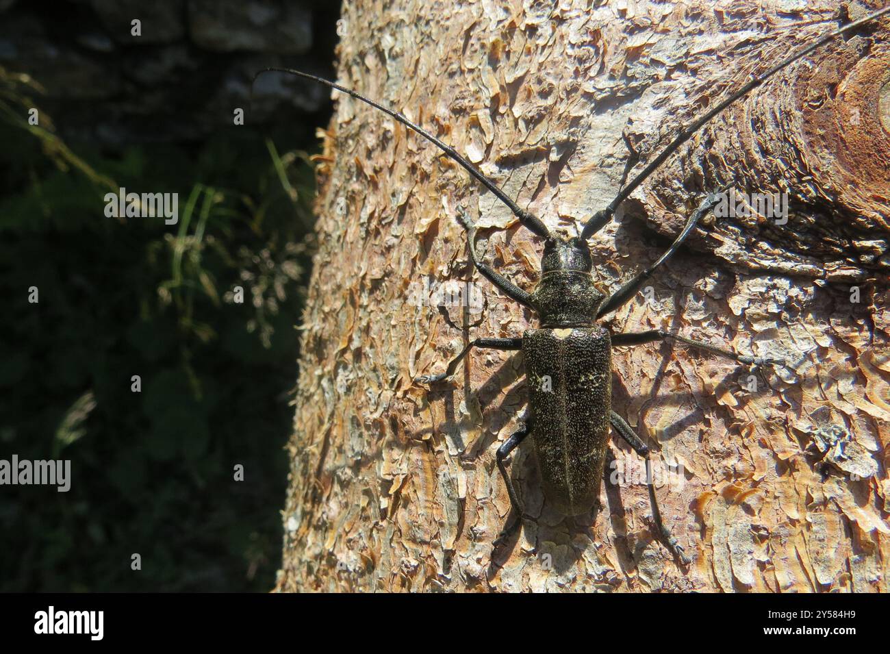 Zimmermann Sawyer Käfer (Monochamus sartor) Insecta Stockfoto