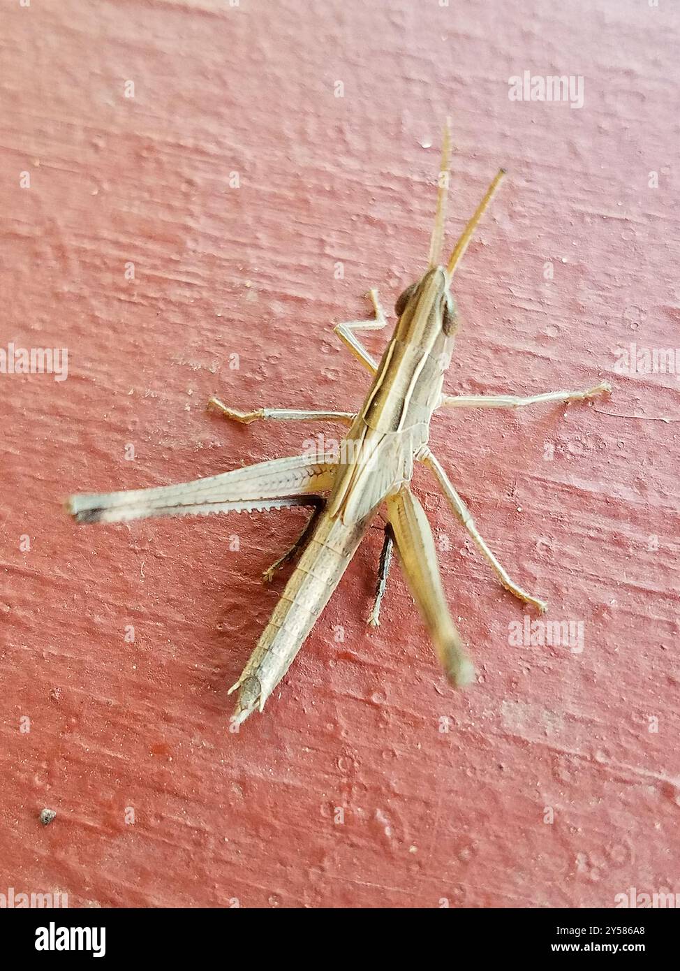 Bewundernswerte Grasshopper (Syrbula admirabilis) Insecta Stockfoto