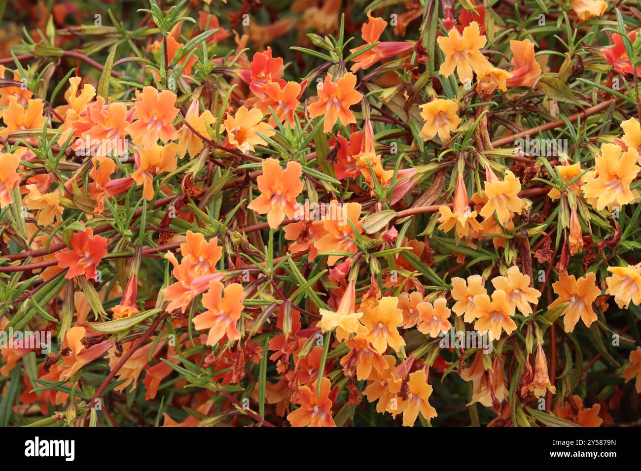 Red Bush Monkeyflower Cross, Diplacus Puniceus Hybrid, ein fesselnder einheimischer Sträucher mit Racemblüten im Frühling im Küstengebiet von Los Angeles County. Stockfoto