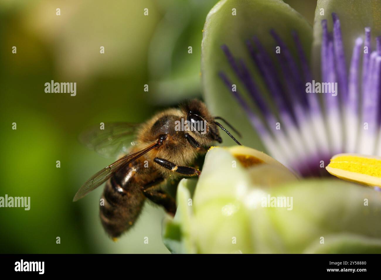 Honigbienen-Makro auf Blumenkopf gelandet einfach, was im Bildtitel steht Stockfoto