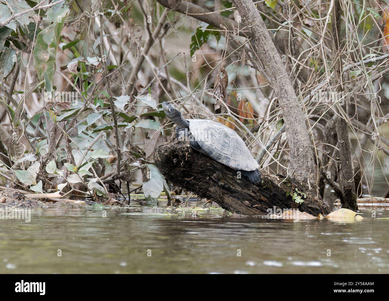 Gelbfleckige Flussschildkröte, Terekay-Schienenschildkröte, Podocnémide de Cayenne, Podocnemis unifilis, folyamiteknős, Yasuní-Nationalpark, Ecuador Stockfoto