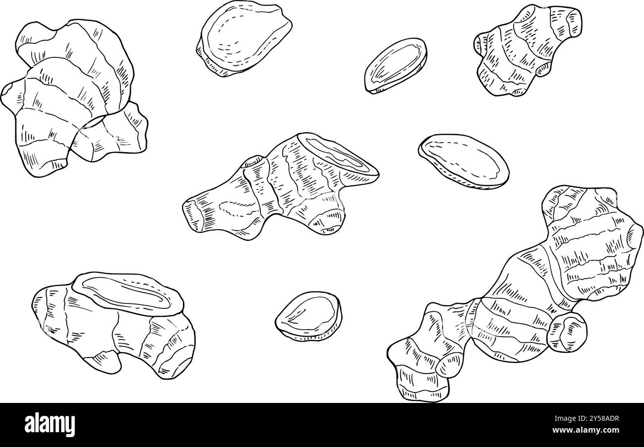 Natürliche organische Ingwerwurzel und -Scheiben Vektor isolierte Illustration Set gemalt von schwarzen Tinten. Ätzzeichnung einer gesunden Pflanze zum Backen Stock Vektor