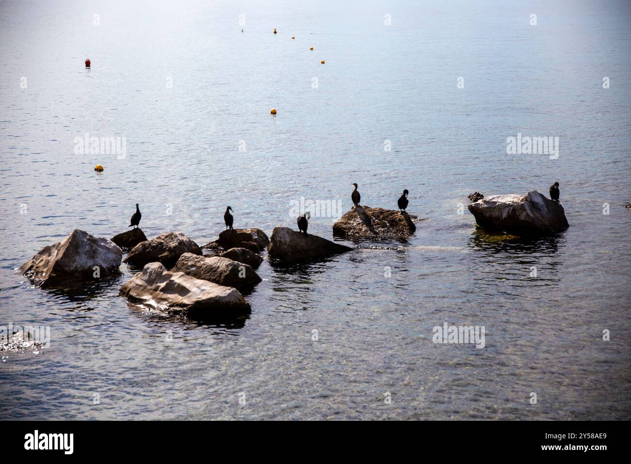 Einige Vögel (Phalacrocorax aristotelis, 'Marangoni dal ciuffo') gegen das Licht auf den Felsen im ruhigen Meer, Meeresschutzgebiet, Adria, T Stockfoto