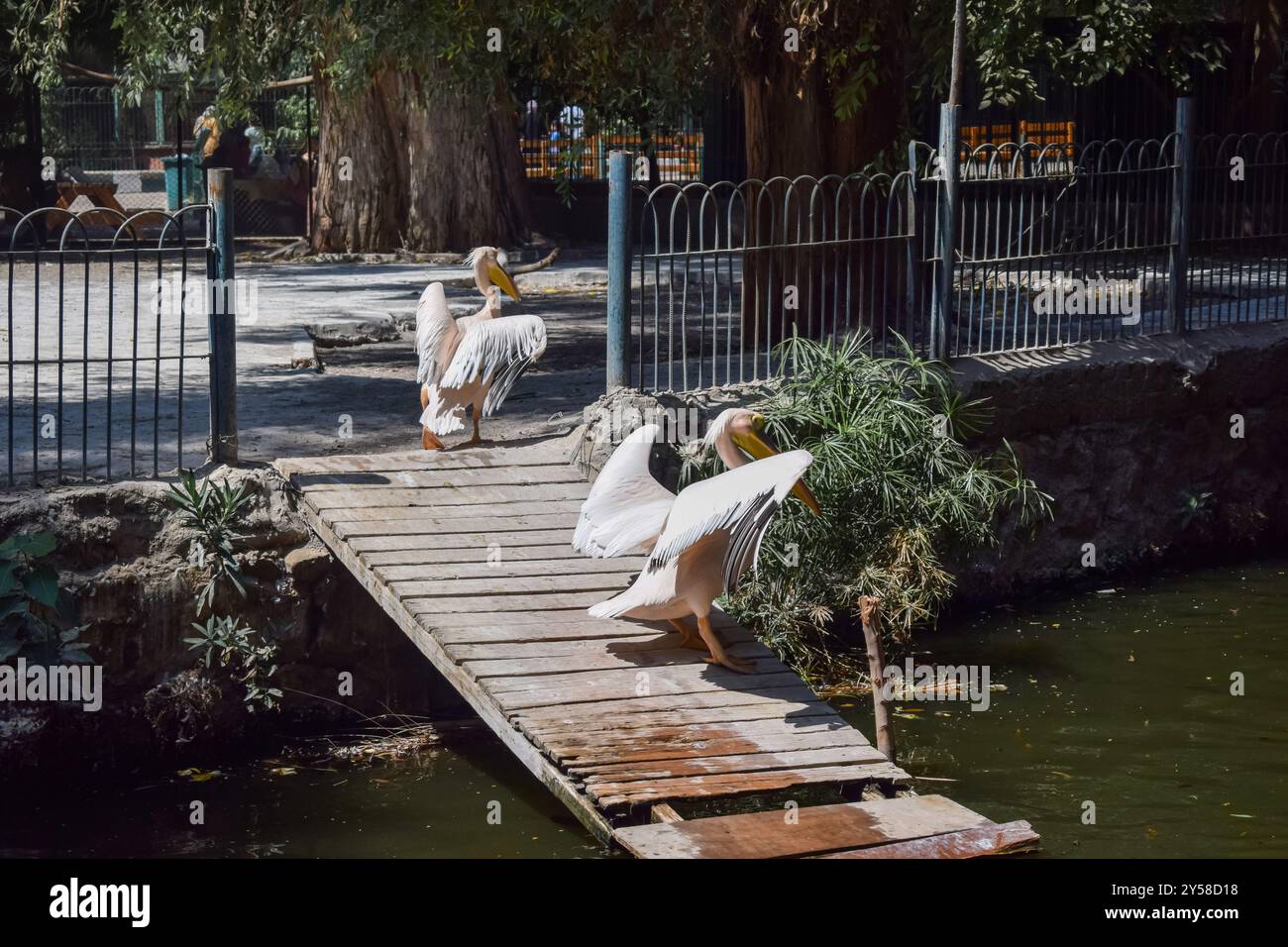 Ein paar Pelecanus-Vögel überqueren eine kleine Holzbrücke mitten in einem Sumpf an sonnigen Tagen in gizeh ägypten Stockfoto