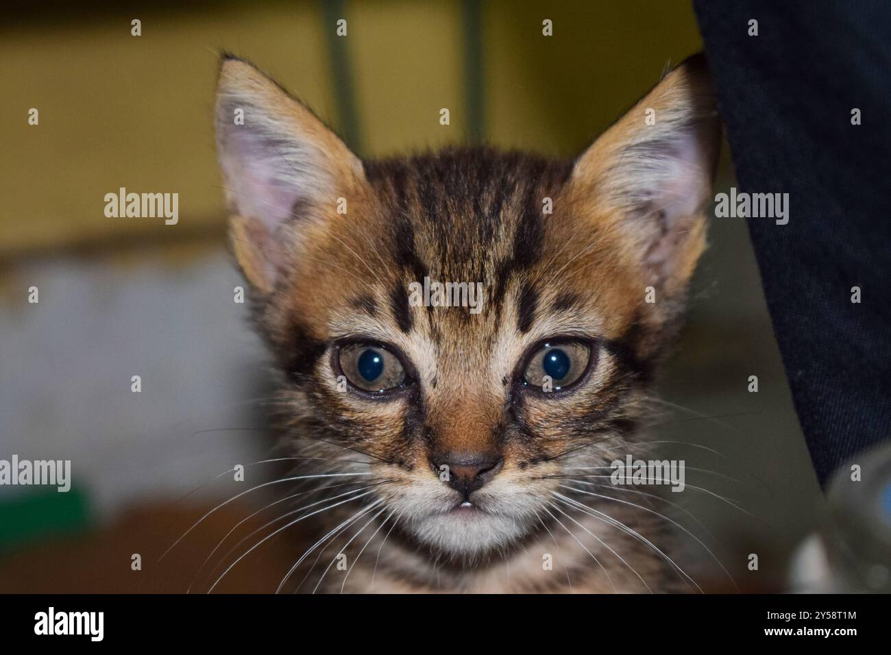 Eine süße kleine Hauskatze allein in kairo ägypten am Tag Stockfoto