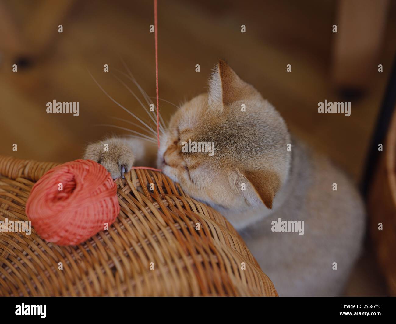 Schöne Kurzhaarkatze zu Hause, die mit Baumwollgarn spielt. Entzückendes Haustier-Konzept. Stockfoto