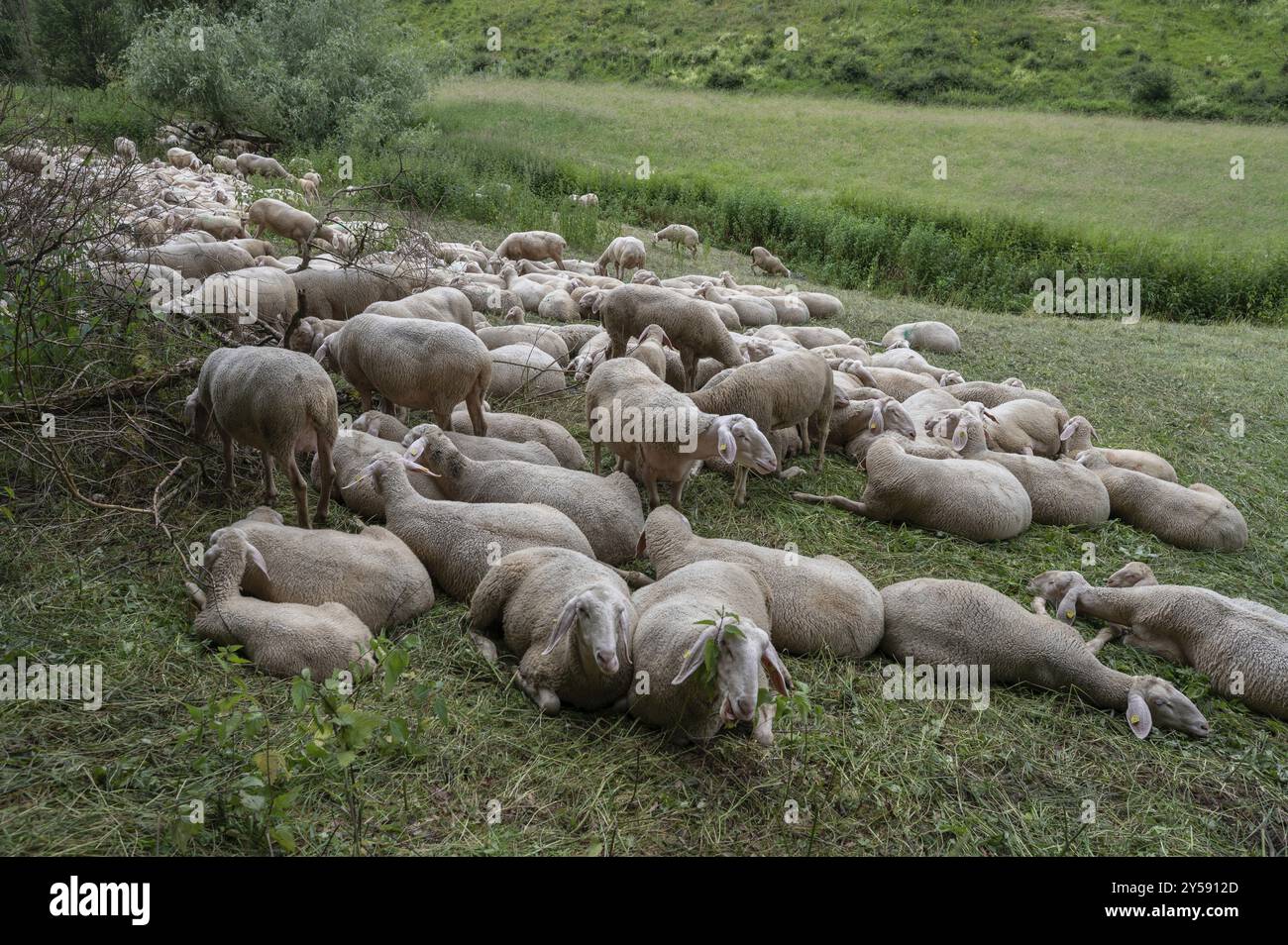 Ruhende, frisch geschorene Schafe in einem Naturschutzgebiet in der Fränkischen Schweiz, Bayern, Deutschland, Europa Stockfoto