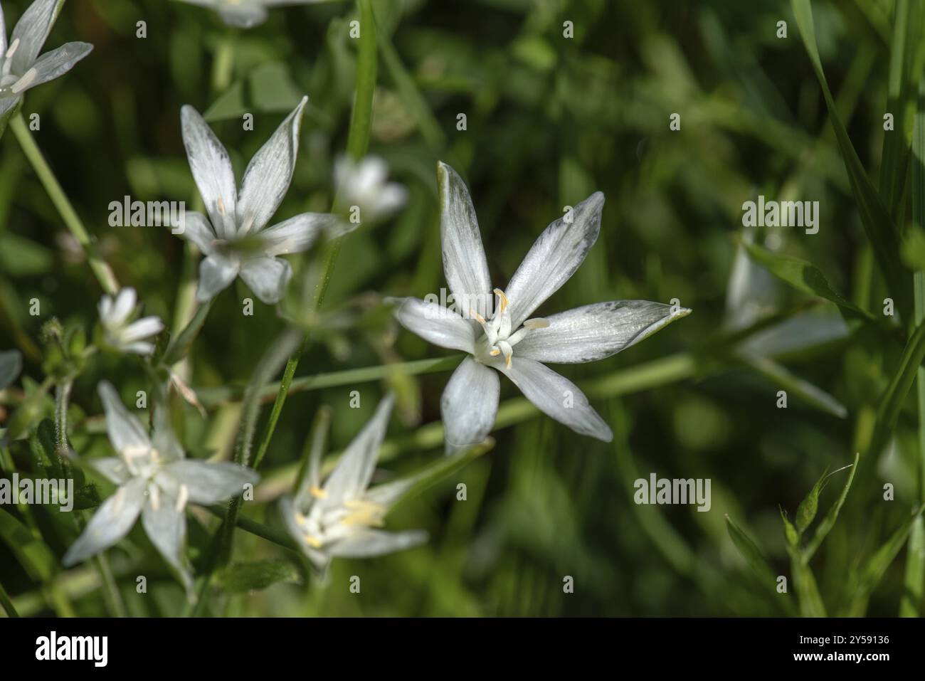 Umbel Milchstern (Ornithogalum umbellatum), Bayern, Deutschland, Europa Stockfoto