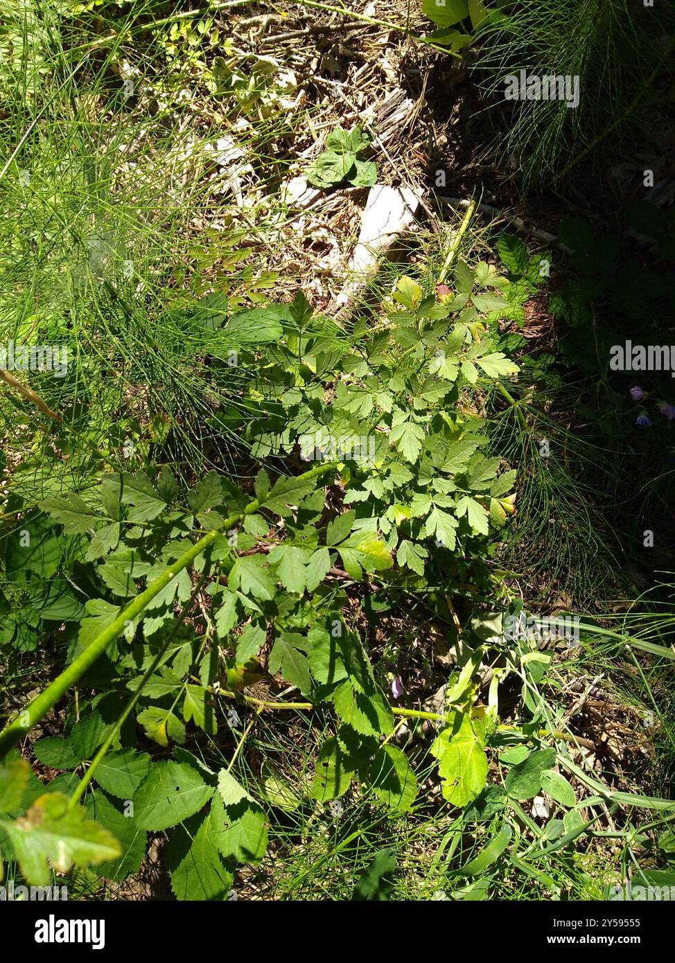 Gray's Lovage (Ligusticum grayi) Plantae Stockfoto