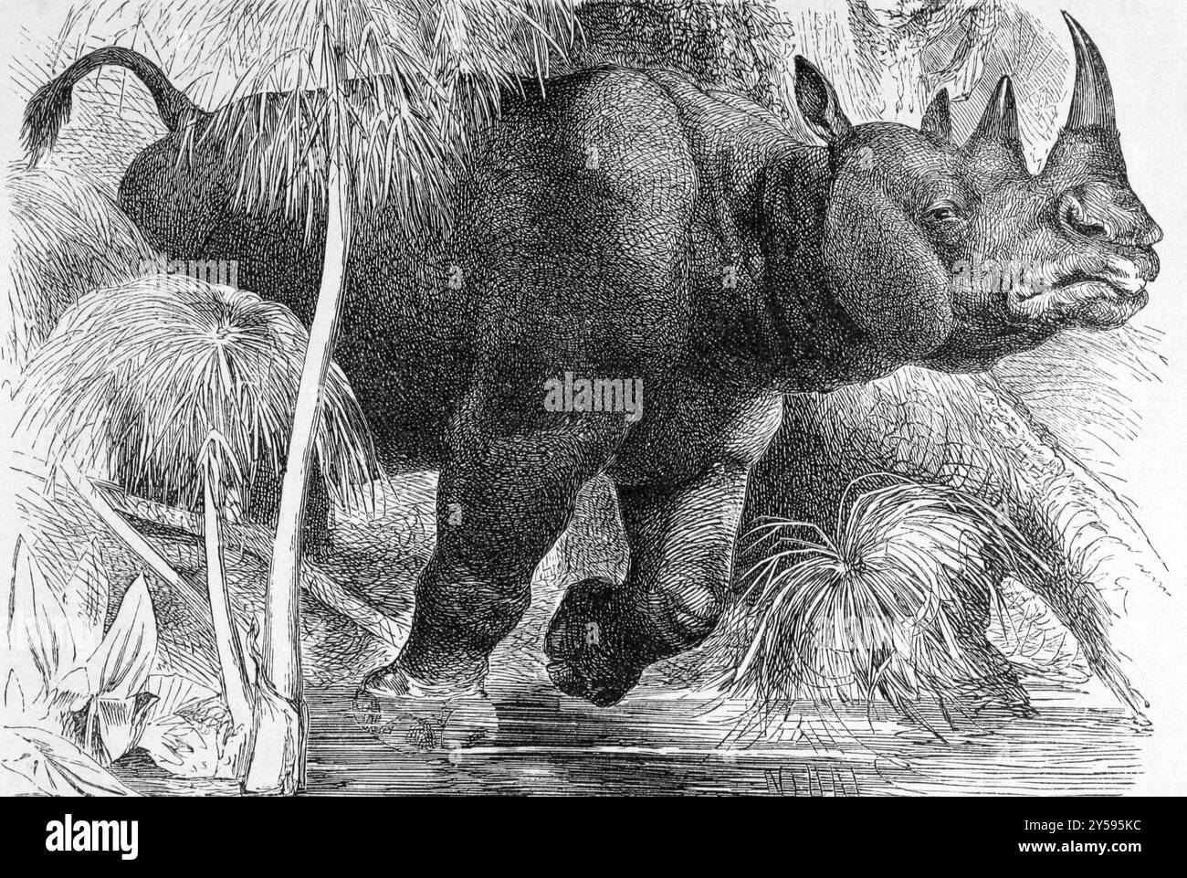 Schwarzes Nashorn auf Gravur von 1890. Stich von unbekanntem Künstler und erschienen in Meyers Konversations-Lexikon, Deutschland, 1890, Europa Stockfoto