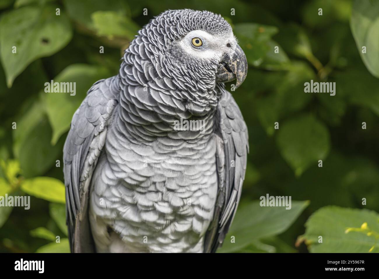 Greifvogel-Naheule Stockfoto