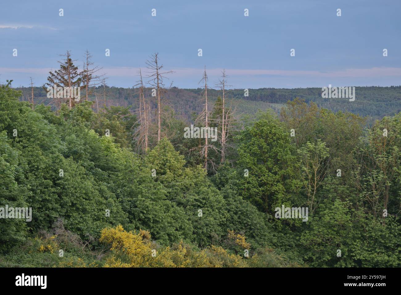 Sterbender Wald im Harz tote Fichten Stockfoto