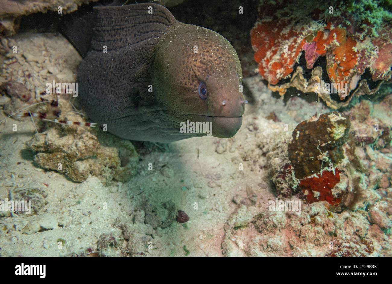 Der Riesige Moray Ael, Malediven, Asien Stockfoto