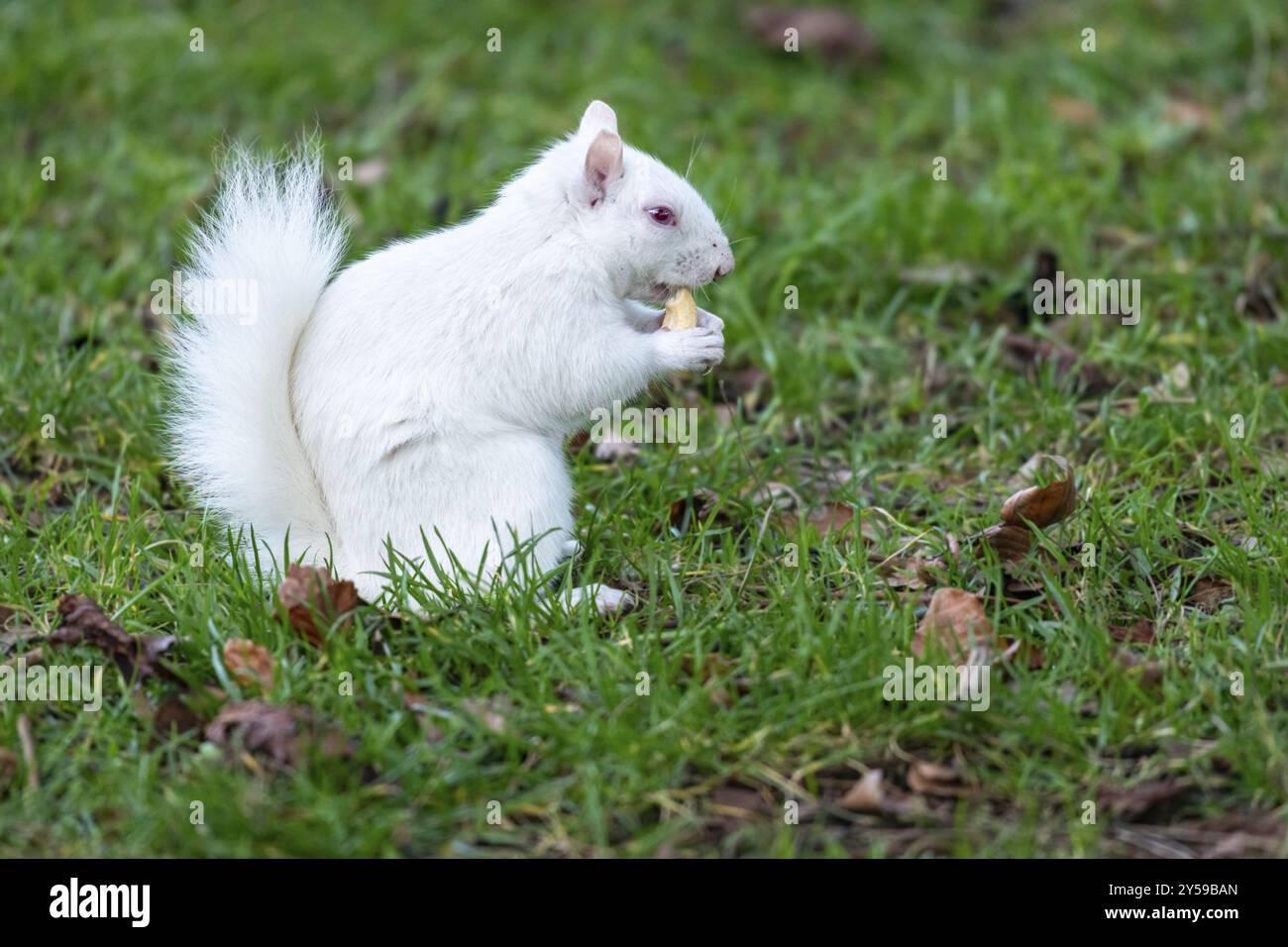 Albino Grey Eichhörnchen Stockfoto
