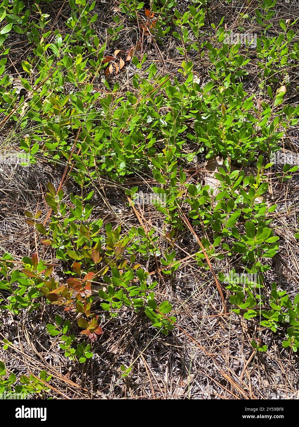 Zwerghuckleberry (Gaylussacia dumosa) Plantae Stockfoto