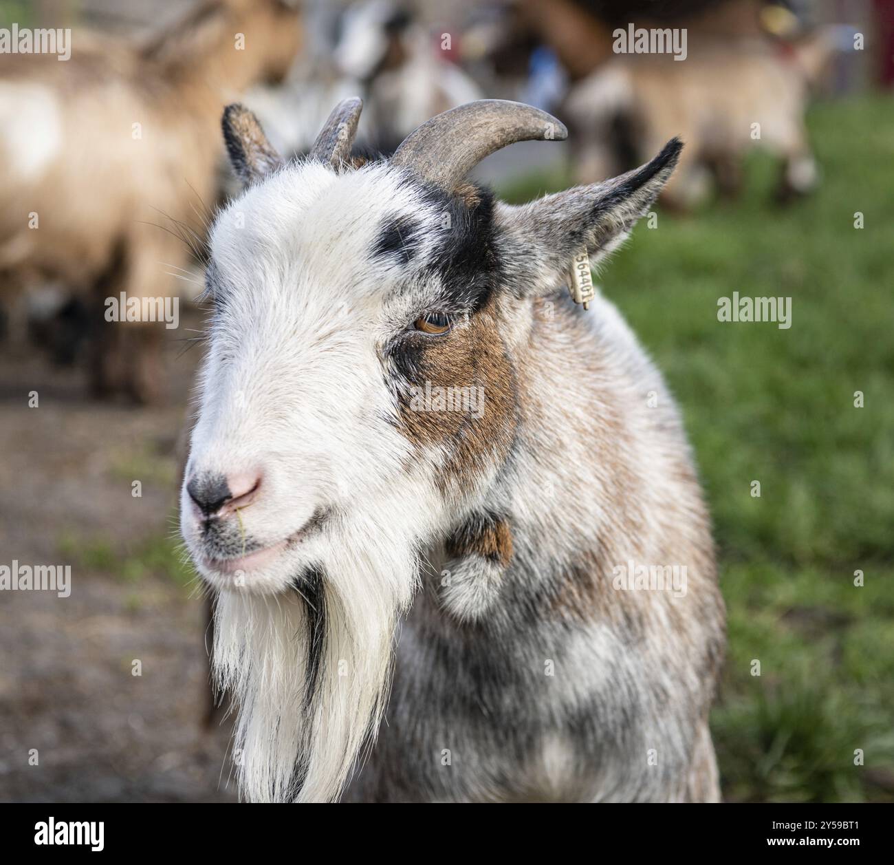 Pygmy goat Portrait Stockfoto