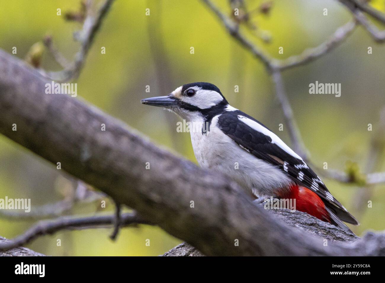 Vögel zu füttern Stockfoto