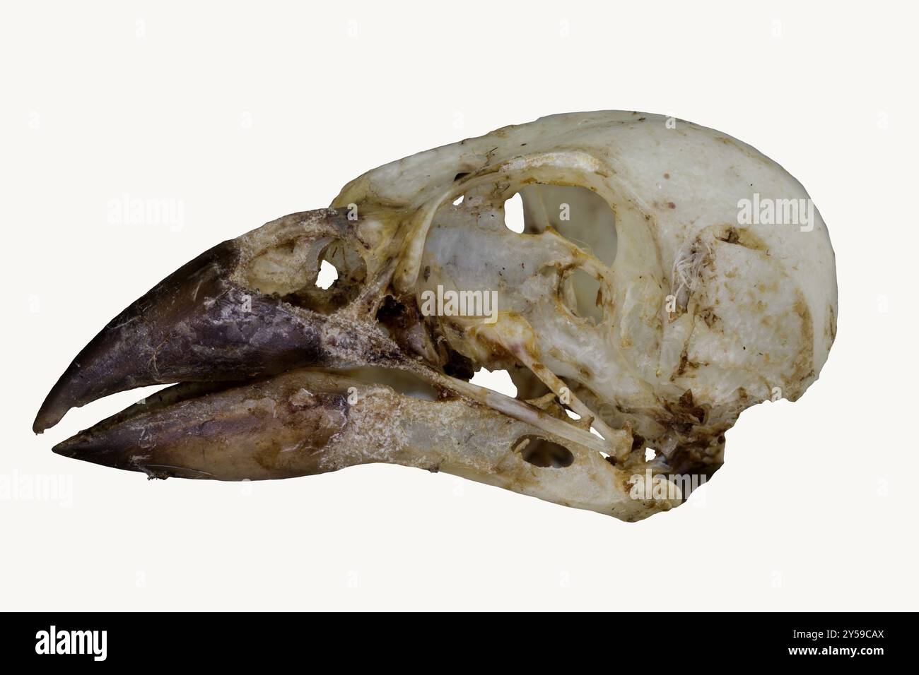 Das Kopfskelett eines Buchbeins Stockfoto