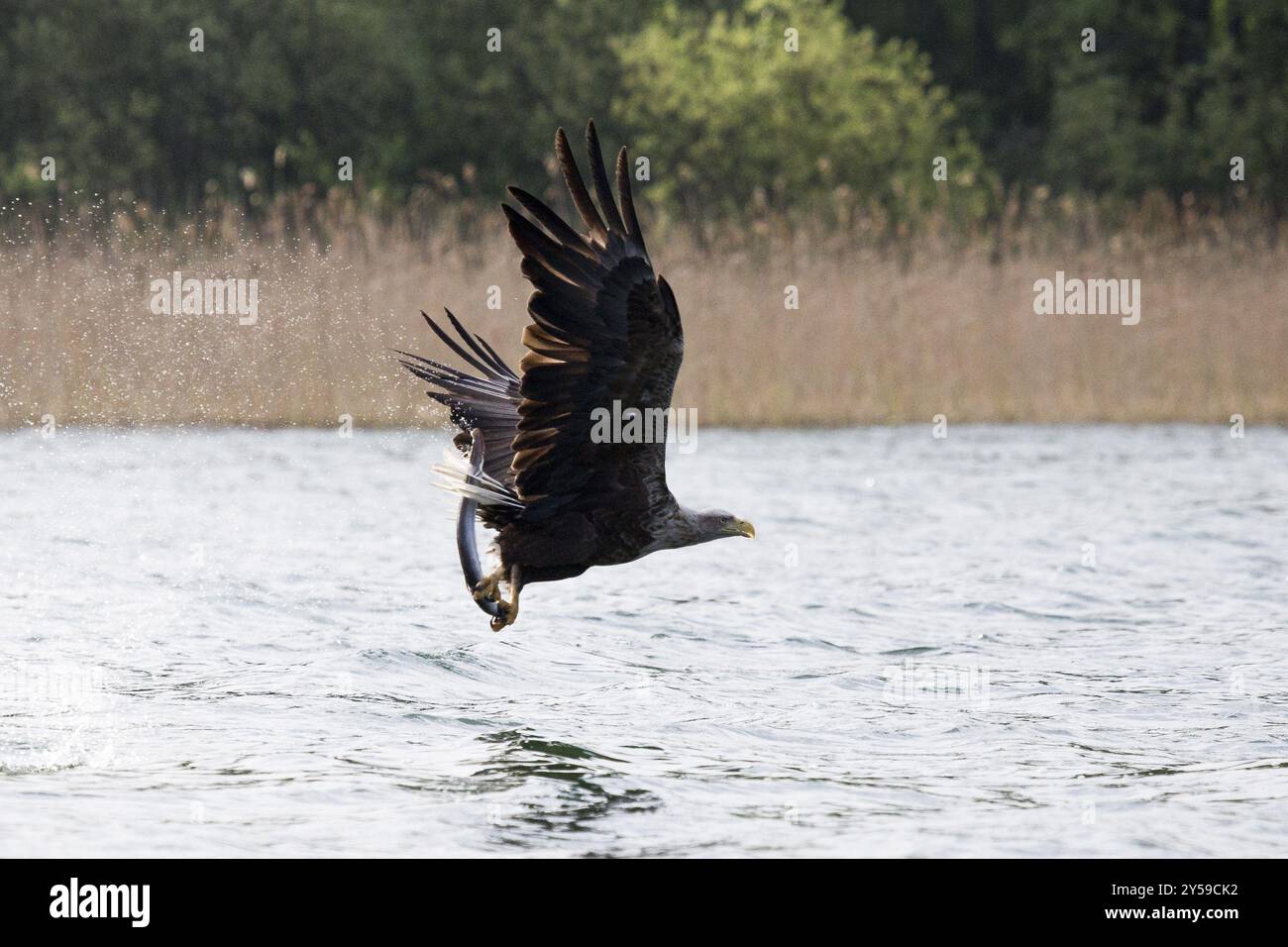 Seeadler mit Aal als Beute fliegt über einem See in Mecklenburg-Vorpommern Stockfoto