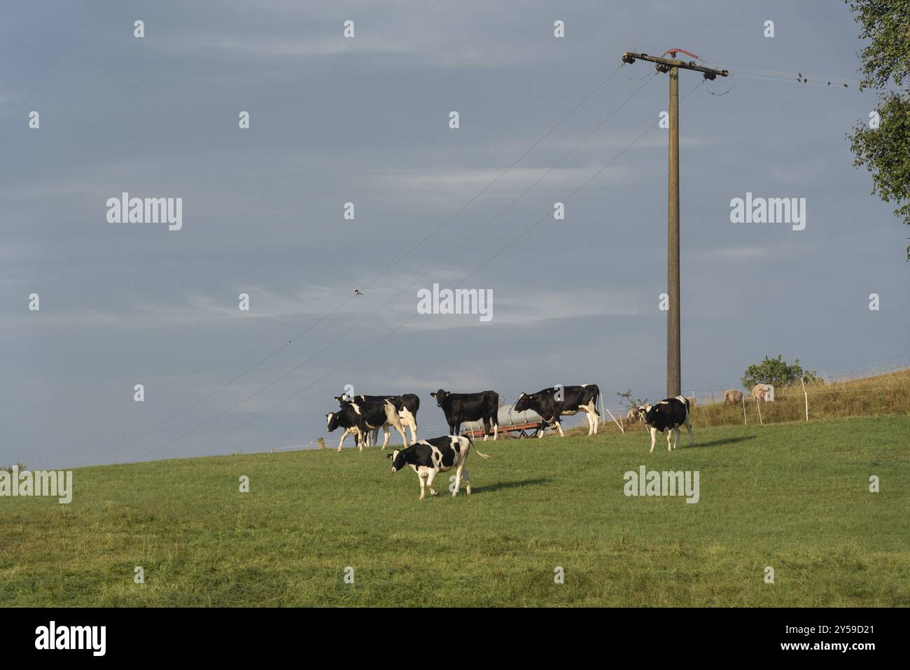 Gruppe von weißen und schwarzen Kühe der Rasse Holstein auf einem Hügel, von einem deutschen Bauernhof Stockfoto