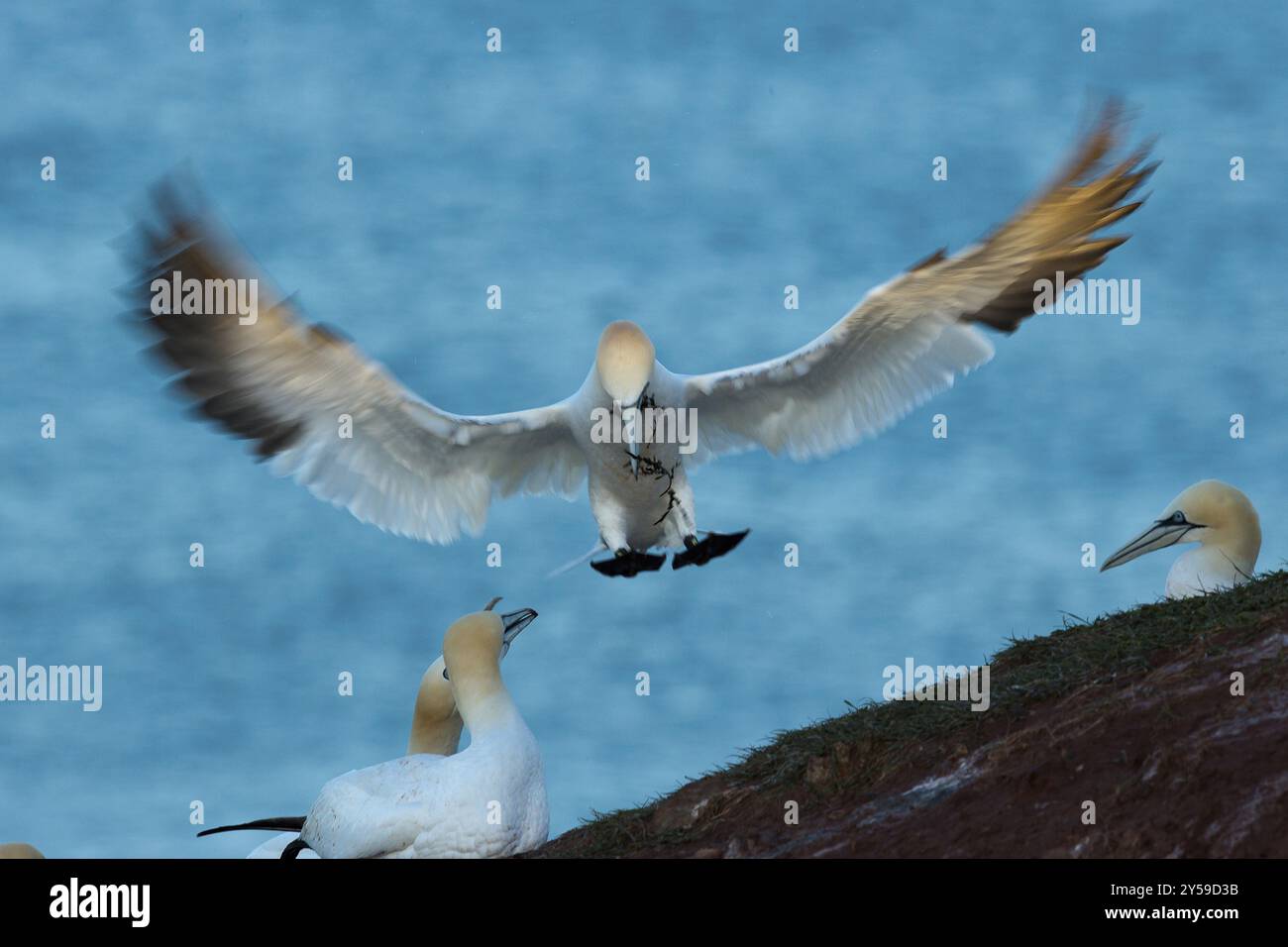 Eine Tölpel-Landung mit ausgebreiteten Flügeln vor einem Felsvorsprung auf Helgoland in der Frontalansicht Stockfoto