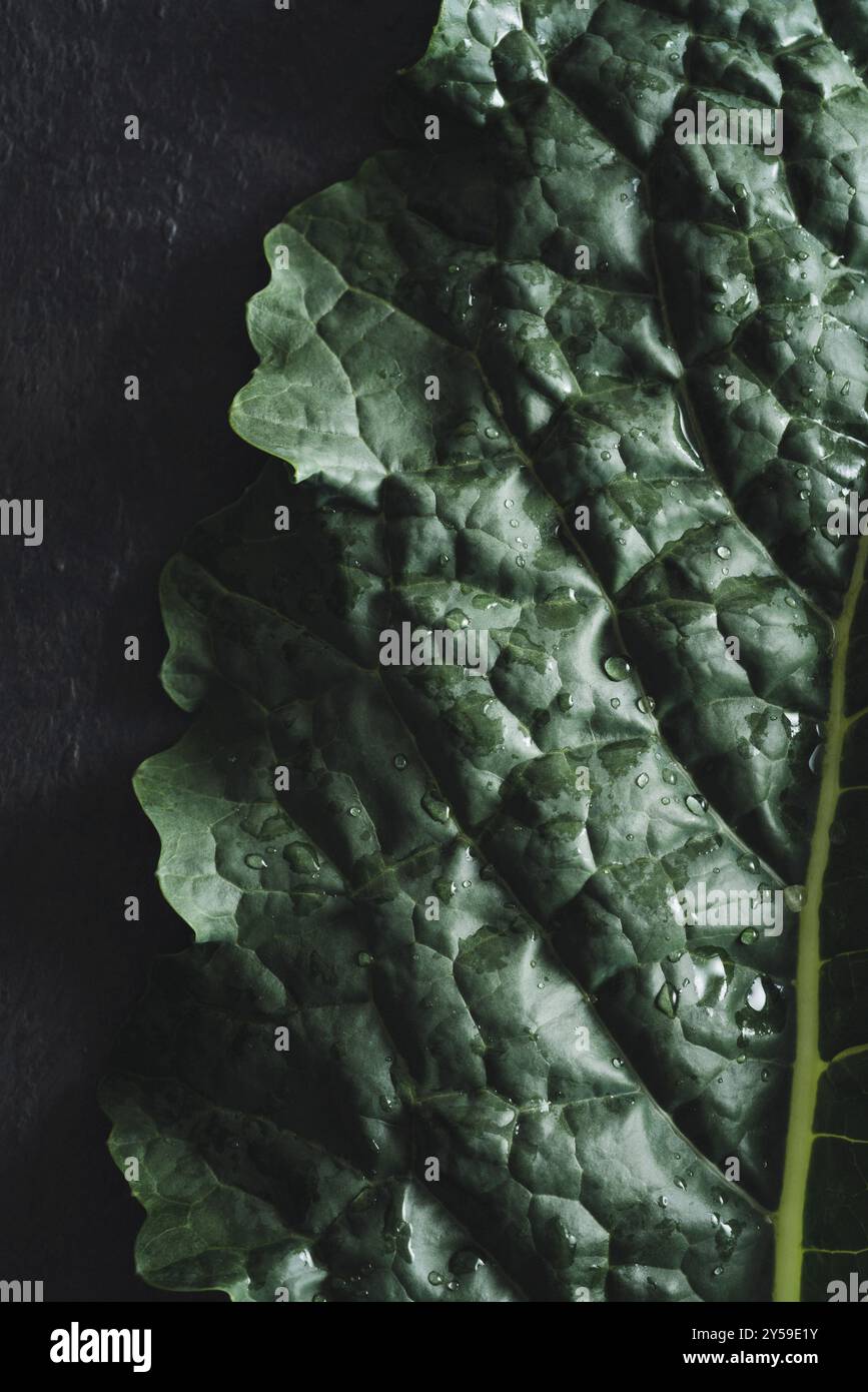 Cavolo nero Schwarzes Grünkohl-Gemüse auf Schwarz Stockfoto