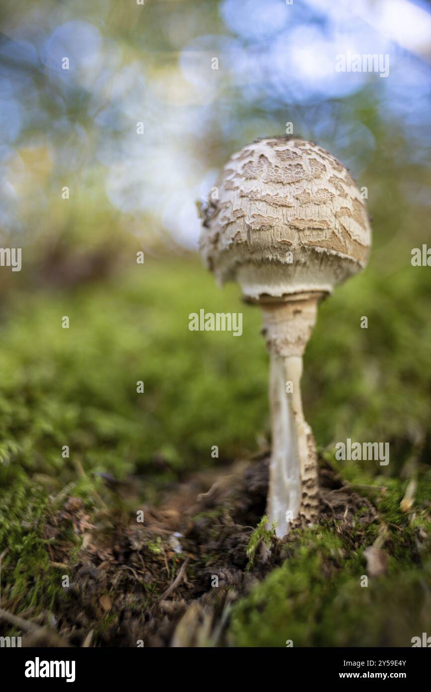 Pilz fotografiert mit alter Linse, die Bokeh zeigt Stockfoto