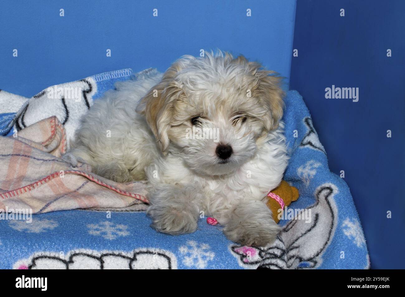 Der 10 Wochen alte Mini Bichon Havanese in seiner Ruheecke Stockfoto