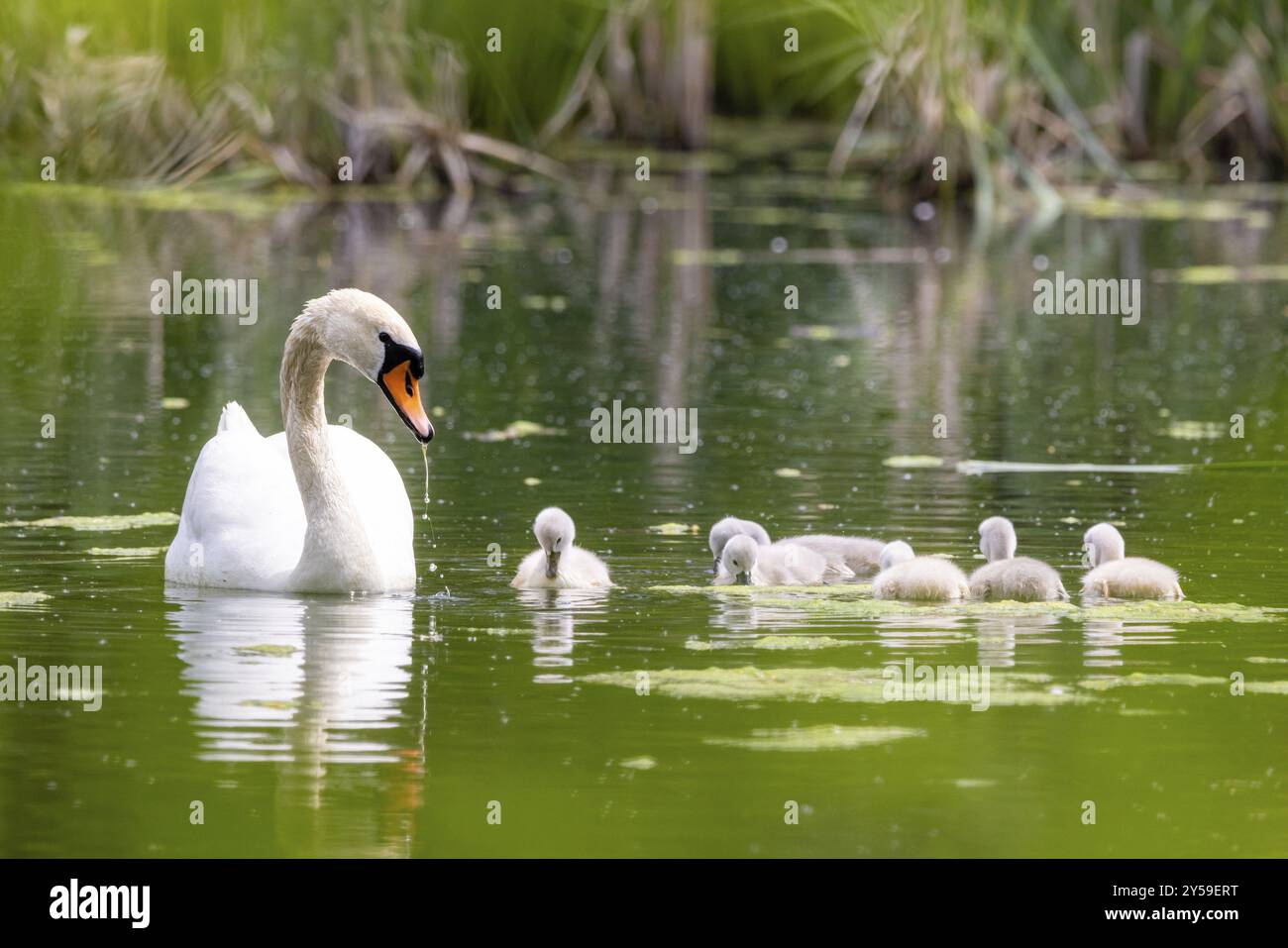 Nachkommen der Swan Swan Swan Familie Stockfoto