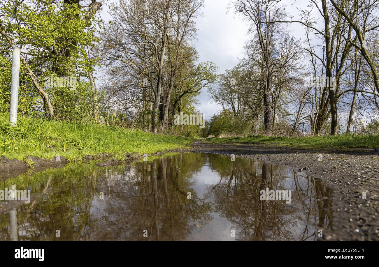 Feldweg mit großer Pfütze im Wald Stockfoto