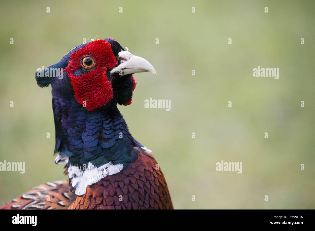 Seitenansicht Fasanenkopf Stockfoto