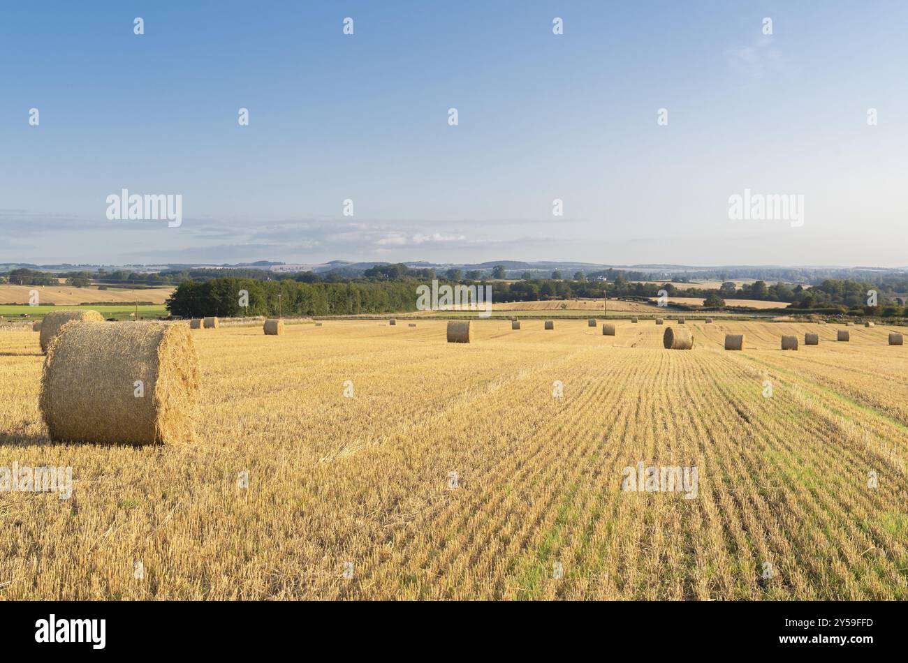 Strohballen nach der Ernte Stockfoto