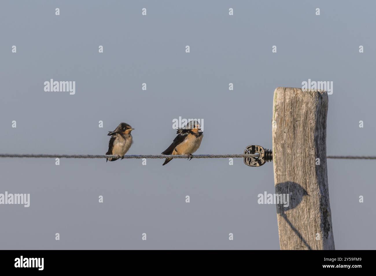 Scheunenschwalben (Hirundo rustica) auf einem Zaun in den Salzwiesen auf Juist, Ostfriesische Inseln, Deutschland, Europa Stockfoto