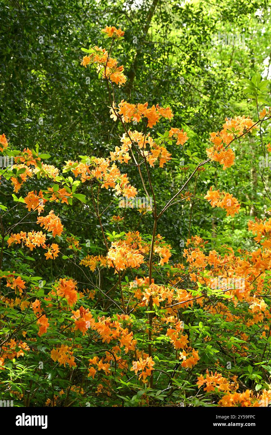 Lebhaftes Eigelb gelb, Frühlingsblumen von Rhododendron Golden Lights im britischen Garten Mai Stockfoto