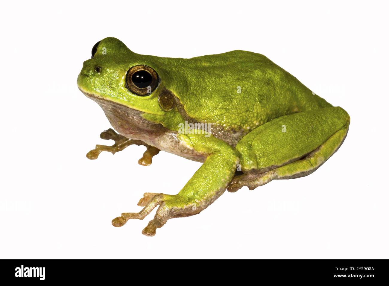 Eine Seitenansicht eines zugeschnittenen Baumfrosches auf weißem Hintergrund Stockfoto