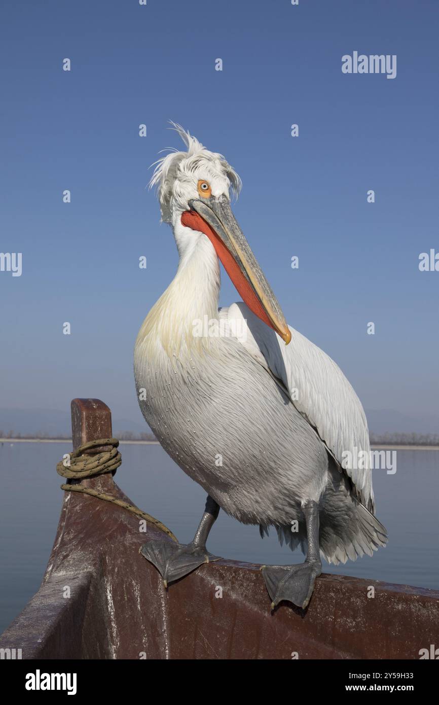 Ein treuer dalmatinischer Pelikan sitzt am Rand eines Bootes Stockfoto