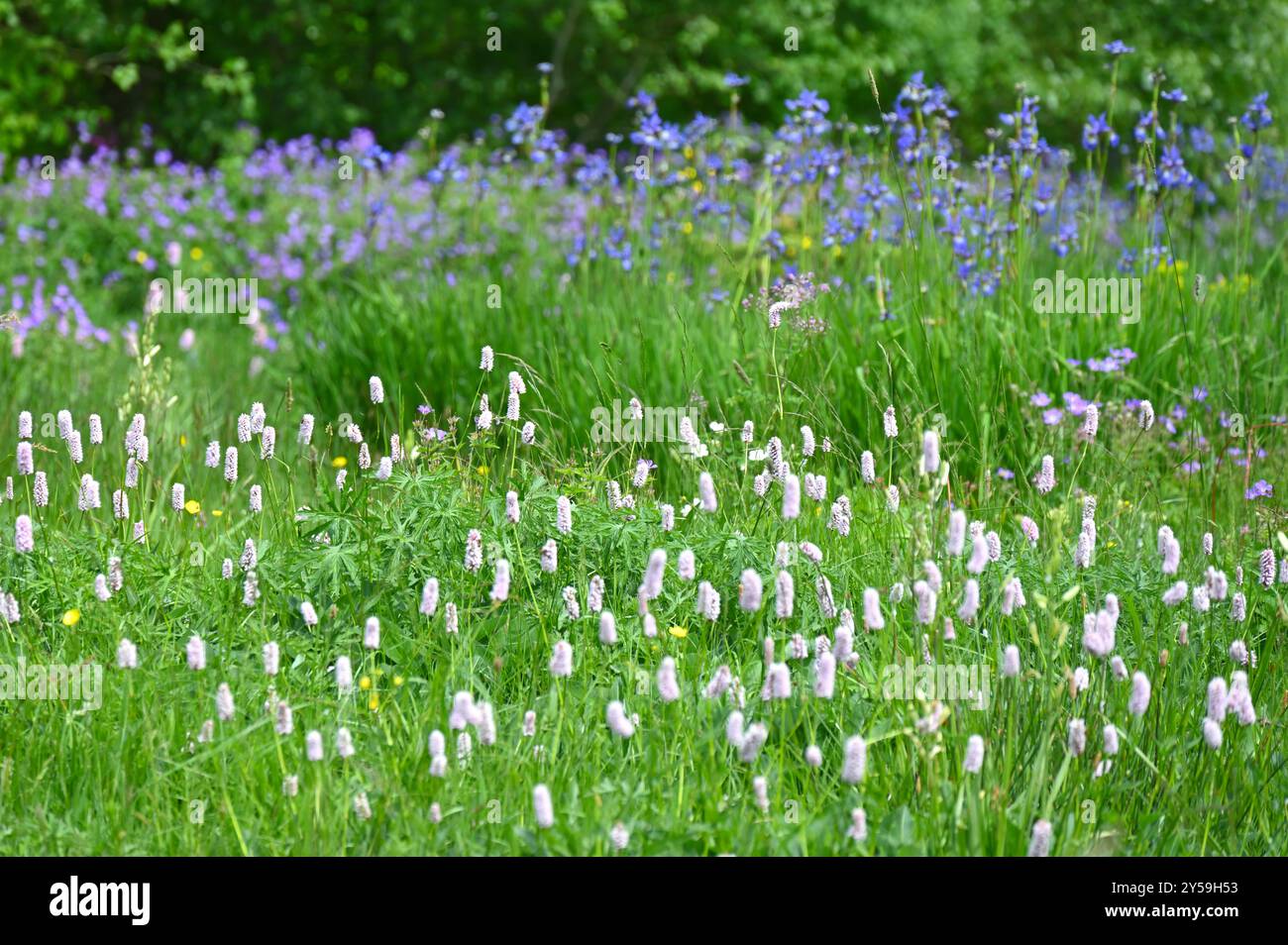Gemischte Frühlingswiesen mit Bistorta und Iris sibirica UK May Stockfoto