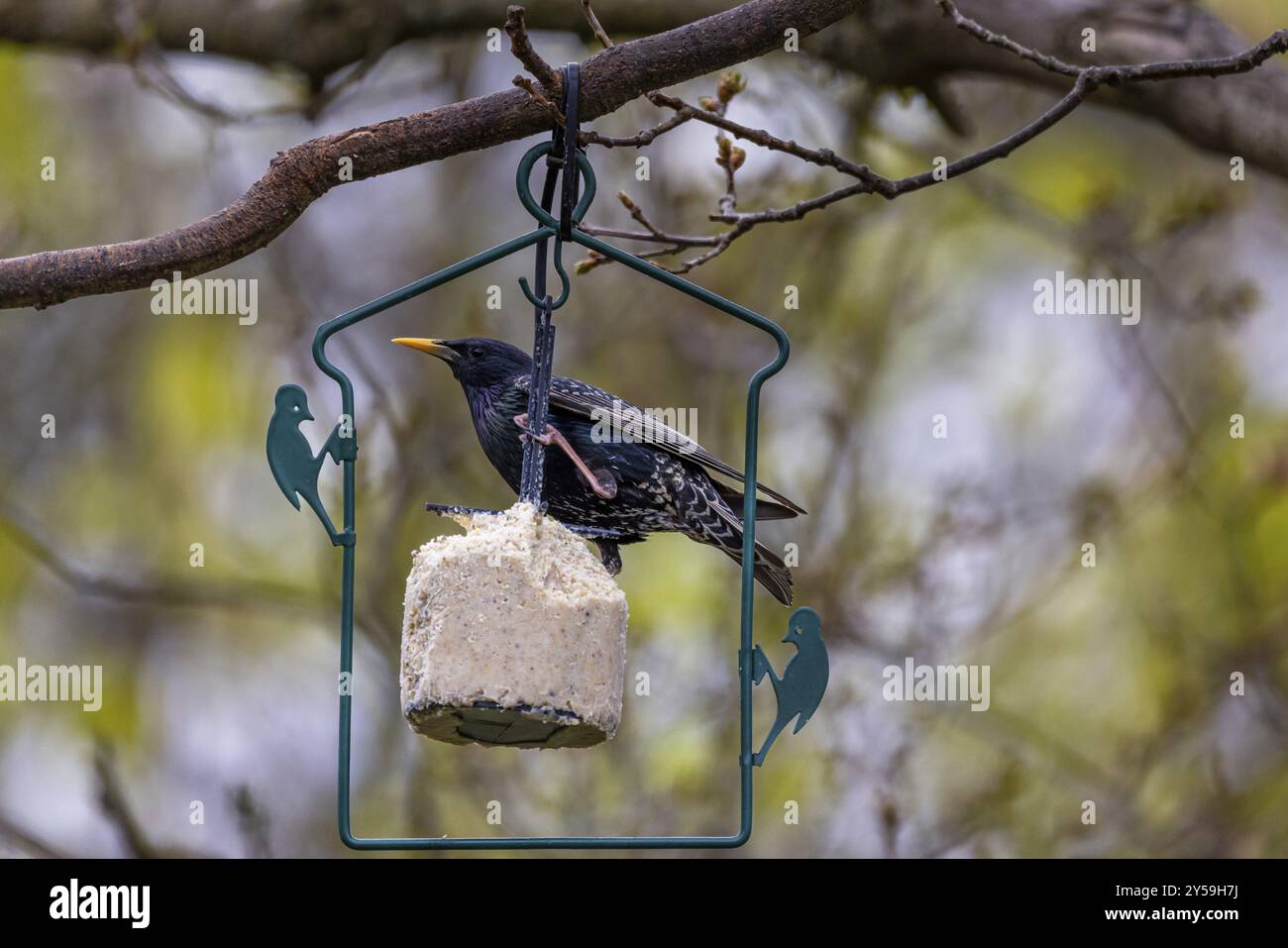 Vögel zu füttern Stockfoto
