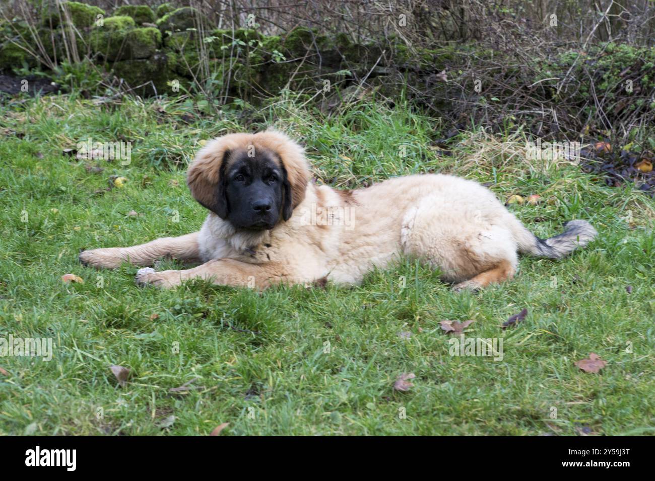 Der junge Leonberger liegt auf einer Wiese und schaut in die Kamera Stockfoto
